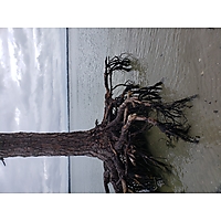 King tide Yorktown image